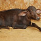 Mansa Panjarpole