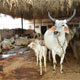 Mansa Panjarpole