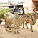 Mansa Panjarpole
