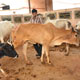 Mansa Panjarpole