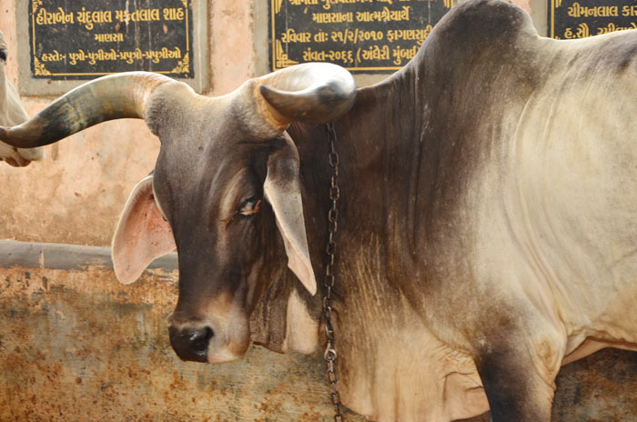 Mansa Panjarpole