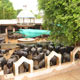 Mansa Panjarpole