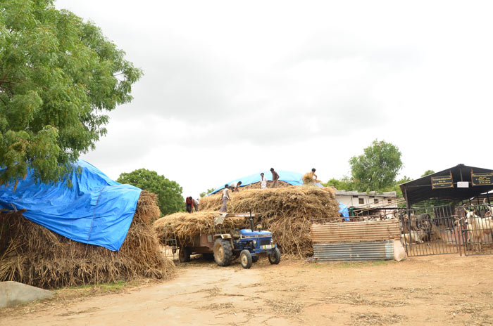 Mansa Panjarpole