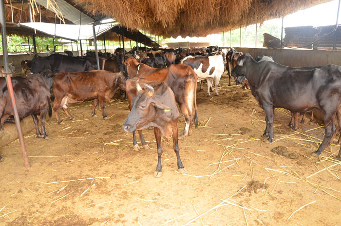 Mansa Panjarpole