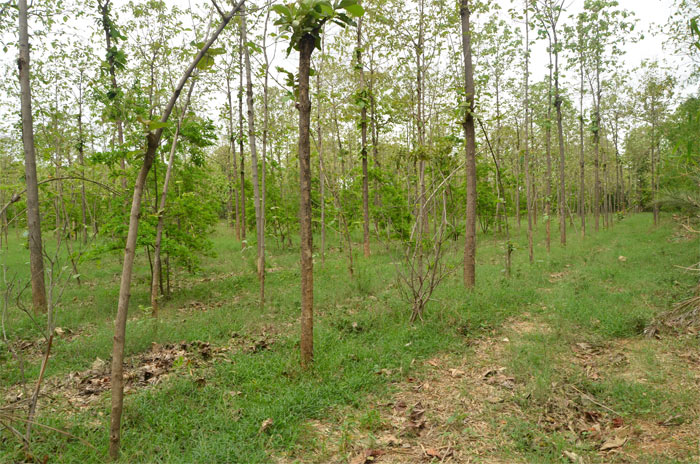 Mansa Panjarpole