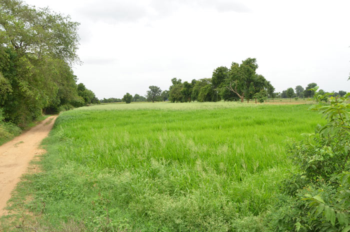 Mansa Panjarpole