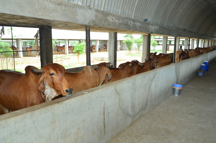 Mansa Panjarpole