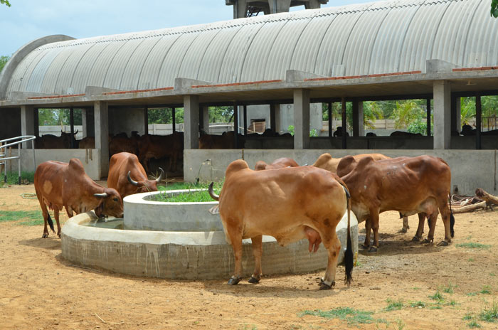 Mansa Panjarpole