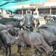 Mansa Panjarpole