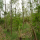 Mansa Panjarpole