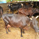 Mansa Panjarpole